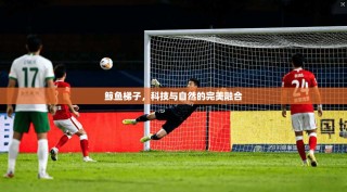 鲸鱼梯子，科技与自然的完美融合